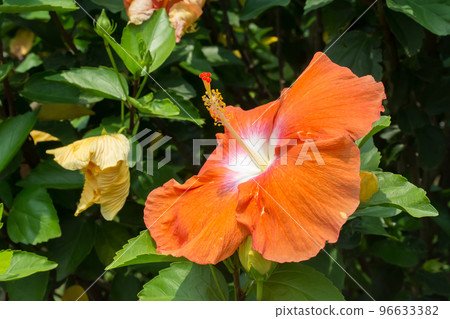 盛開的朱槿 盛開的朱槿 96633382