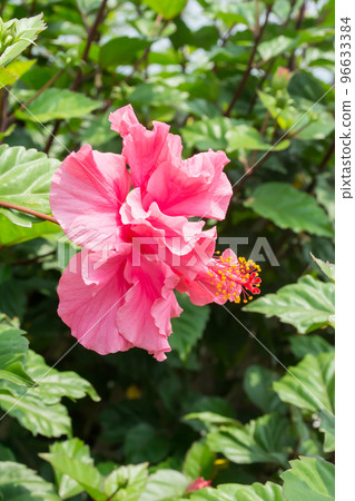 盛開的朱槿 盛開的朱槿 96633384