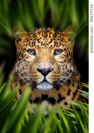 Leopard lurking in the leaves in the jungle 96633528