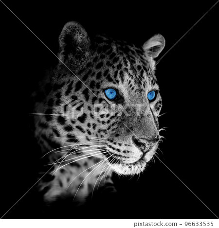 Close up beautiful angry big leopard with blue eye on black background Close up beautiful angry big leopard with blue eye on black background 96633535