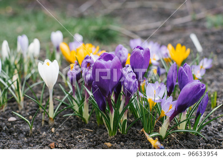 Delicate flowers of purple and yellow x crocuses grow in the garden on a Sunny spring day Delicate flowers of purple and yellow x crocuses grow in the garden on a Sunny spring day 96633954