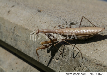 Grassy park view on a sunny day. Grassy park view on a sunny day. 96634620