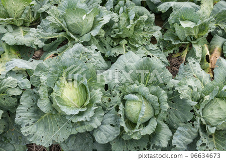 Organic cabbage vegetable by top view at farm 96634673