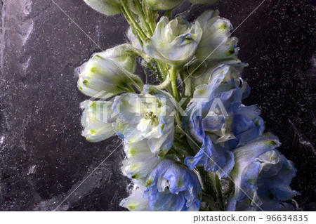 Frozen beautiful Delphinium cultorum flowers. Frozen fresh flowers with air bubbles in the ice cube on the dark background. Blossoms in the ice cube. 96634835