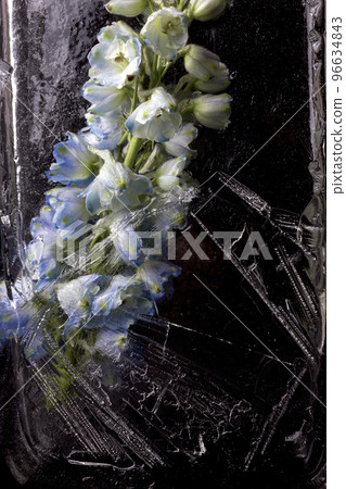 Frozen beautiful Delphinium cultorum flowers. Frozen fresh flowers with air bubbles in the ice cube on the black background. Blossoms in the ice cube. 96634843