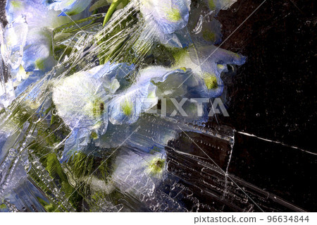 Frozen beautiful Delphinium cultorum flowers. Frozen fresh flowers with air bubbles in the ice cube on the dark background. Blossoms in the ice cube. 96634844