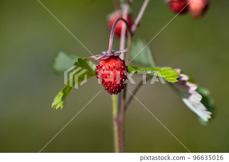 Organic wild ripe strawberry in forest.Macro shot, focus on a foreground, blurred background 96635016