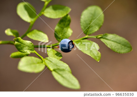 Ripe and ready wild blueberries on the bush - selective focus 96635030
