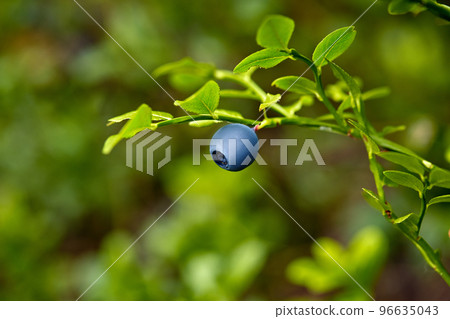 Ripe and ready wild blueberries on the bush - selective focus 96635043