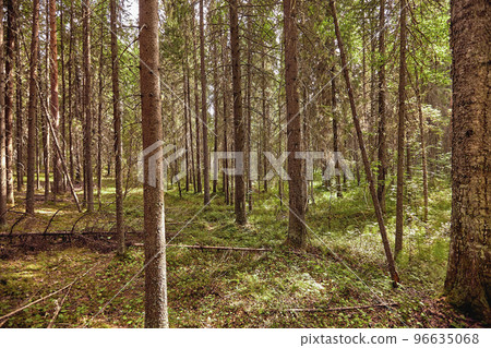 Beautiful landscape of pine forest in summer day. The tall trees of the pine trees growing in the old forest. 96635068