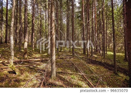 Beautiful landscape of pine forest in summer day. The tall trees of the pine trees growing in the old forest. 96635070