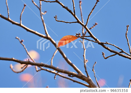 winter image winter image 96635358