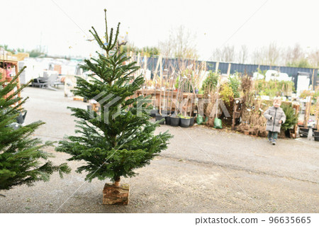 Farm with christmas trees for sale on a flower shop 96635665