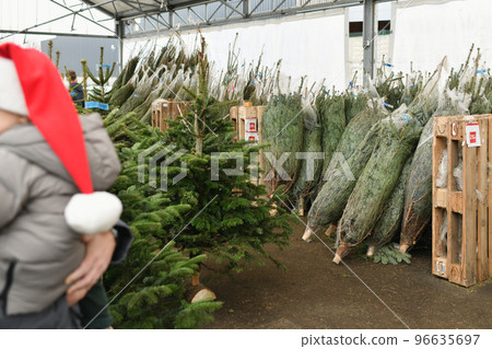 Christmas trees wrapped in a plastic nets 96635697