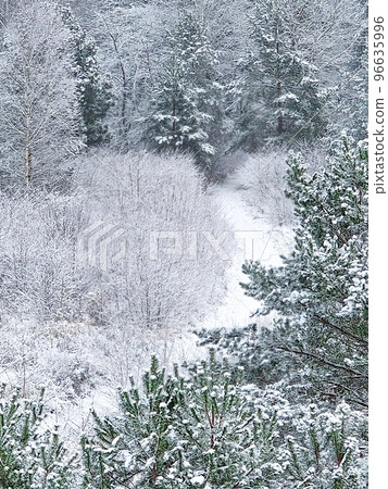 Wonderful winter landscape, snowy spruces, forest covered by fresh snow during Winter Christmas time. Merry Christmas and Happy New Year Holidays greeting card. Pattern, wallpaper, banner, cover Wonderful winter landscape, snowy spruces, forest covered by fresh snow during Winter Christmas time. Merry Christmas and Happy New Year Holidays greeting card. Pattern, wallpaper, banner, cover 96635996