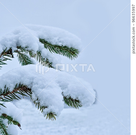 fir branch covered with snow as background. Pine branches in the frost. Christmas minimal concept. Merry Christmas and Happy New Year Holidays greeting card, frame, banner, cover, mockup. Traditional fir branch covered with snow as background. Pine branches in the frost. Christmas minimal concept. Merry Christmas and Happy New Year Holidays greeting card, frame, banner, cover, mockup. Traditional 96635997