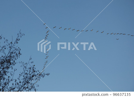 Migratory birds (geese) fly in a V-shaped formation in Brandenburg, Germany. 96637135