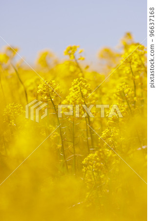 field of yellow flowers on a blue sky background. natural background, beautiful view of the yellow field of flowering rapeseed. 96637168