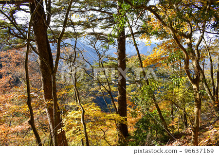 [Chichibu] Okunomiya of Mitsumine Shrine_Autumn Leaves Hiking 96637169