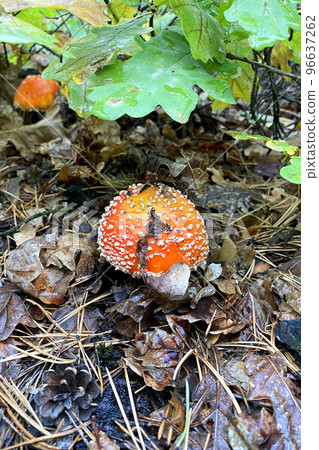 Amanita Muscaria. Red wild poisonous Fly Agaric mushroom in forest in autumn among dry leaves. Vertical image. 96637262