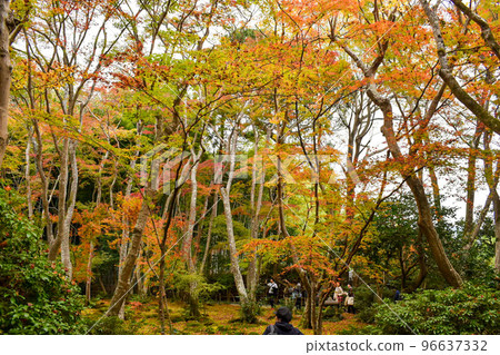 [Kyoto] Maple leaves at Giouji Temple in Arashiyama 96637332