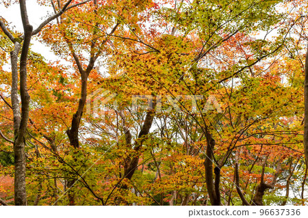 [Kyoto] Maple leaves at Giouji Temple in Arashiyama 96637336
