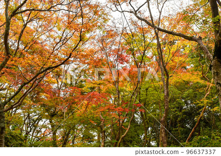 [京都]嵐山義王寺的楓葉 96637337