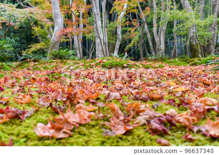 [京都]只王寺的苔蘚花園和嵐山的秋天楓葉 96637348
