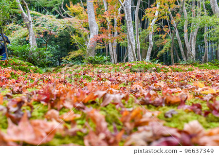 [Kyoto] The moss garden of Gio-ji Temple and the autumn maple leaves in Arashiyama 96637349