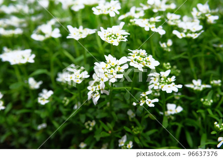 Alyssum. Alyssum flowers. Sweet alyssum or sweet alison. Floral pattern. Spring and summer flowers background texture. Alyssum. Alyssum flowers. Sweet alyssum or sweet alison. Floral pattern. Spring and summer flowers background texture. 96637376