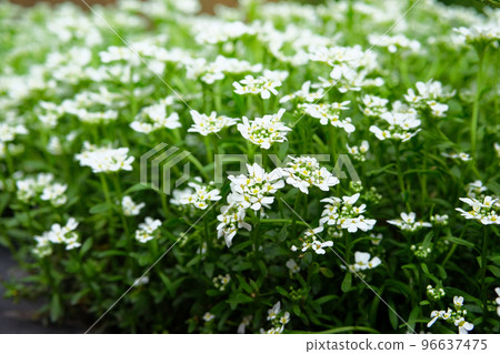 Alyssum. Alyssum flowers. Close up of Lobularia maritima flowers. Floral pattern. Spring and summer flowers background texture. Alyssum. Alyssum flowers. Close up of Lobularia maritima flowers. Floral pattern. Spring and summer flowers background texture. 96637475