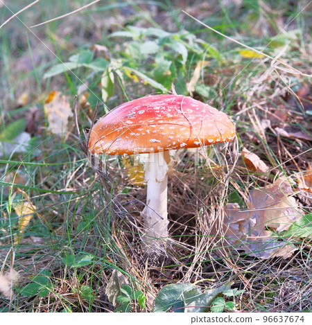 Amanita Muscaria. Red wild poisonous Fly Agaric mushroom in forest in autumn among dry leaves. 96637674
