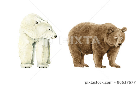 white and brown bear watercolor illustration isolated on white background. white and brown bear watercolor illustration isolated on white background. 96637677