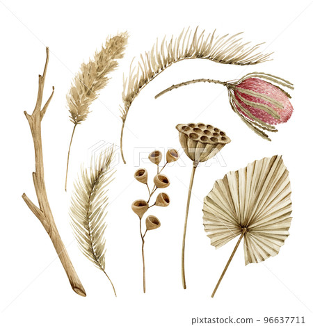 Watercolor botanical dried clipart. Exotic boho dry flora setd.  96637711