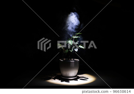 Smoke on a ficus in a pot on a black background. Smoke on a ficus in a pot on a black background. 96638614