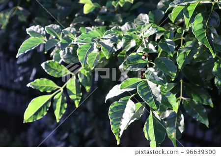 Fraxinus foliage in the garden 96639300