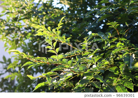 Griffith's ash in the garden 96639301