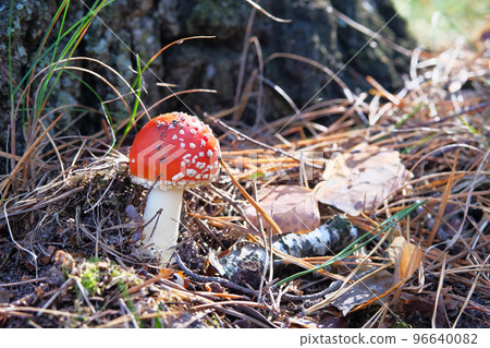 Amanita Muscaria. Red poisonous Fly Agaric mushroom in forest among dry leaves. Psychoactive and medicinal red wild mushrooms. Amanita Muscaria. Red poisonous Fly Agaric mushroom in forest among dry leaves. Psychoactive and medicinal red wild mushrooms. 96640082