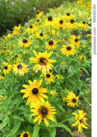 Echinacea flowers on green nature background, closeup. Yellow flowers for herbal medicine. Bright meadow. 96640100