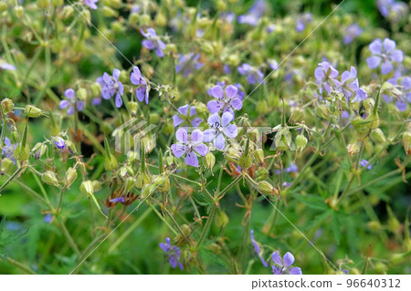 Flax flower close up on blurry green background. Flowering herb in a spring wild meadow. Blue flowers is blooming in green glade. Flax flower close up on blurry green background. Flowering herb in a spring wild meadow. Blue flowers is blooming in green glade. 96640312