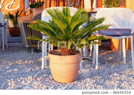 Pot of green palm in beach. Green palm tree stands next to a cafe on the beach. Cycas revoluta. Potted trees in design of exterior. 96640359