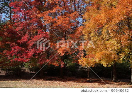 公園的秋葉 公園的秋葉 96640682