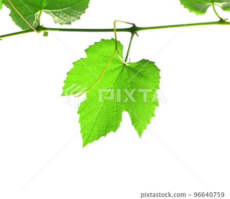 vitis grapevine leaf transparent PNG 96640759