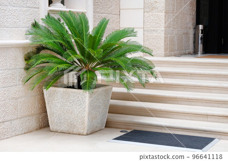 Pot with large green palm tree stands at entrance to a private hotel. Palm tree in beige container. Cycas revoluta. Design of exterior of building. 96641118