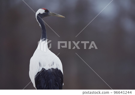 Tan蝴蝶（北海道·Tsurui）坐落在飼養區 96641244