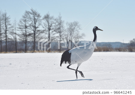 丹頂鶴依偎在藍天白雪皚皚的雪地中（北海道鶴居） 96641245
