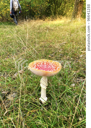 Amanita Muscaria. Red wild poisonous Fly Agaric mushroom in forest in autumn among dry leaves in forest. Vertical image. 96641288