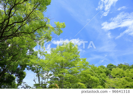 Refreshing zelkova leaves Refreshing zelkova leaves 96641318