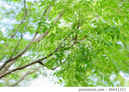 仙丹的果實 96641321