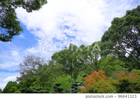 fresh leaves fresh leaves 96641323